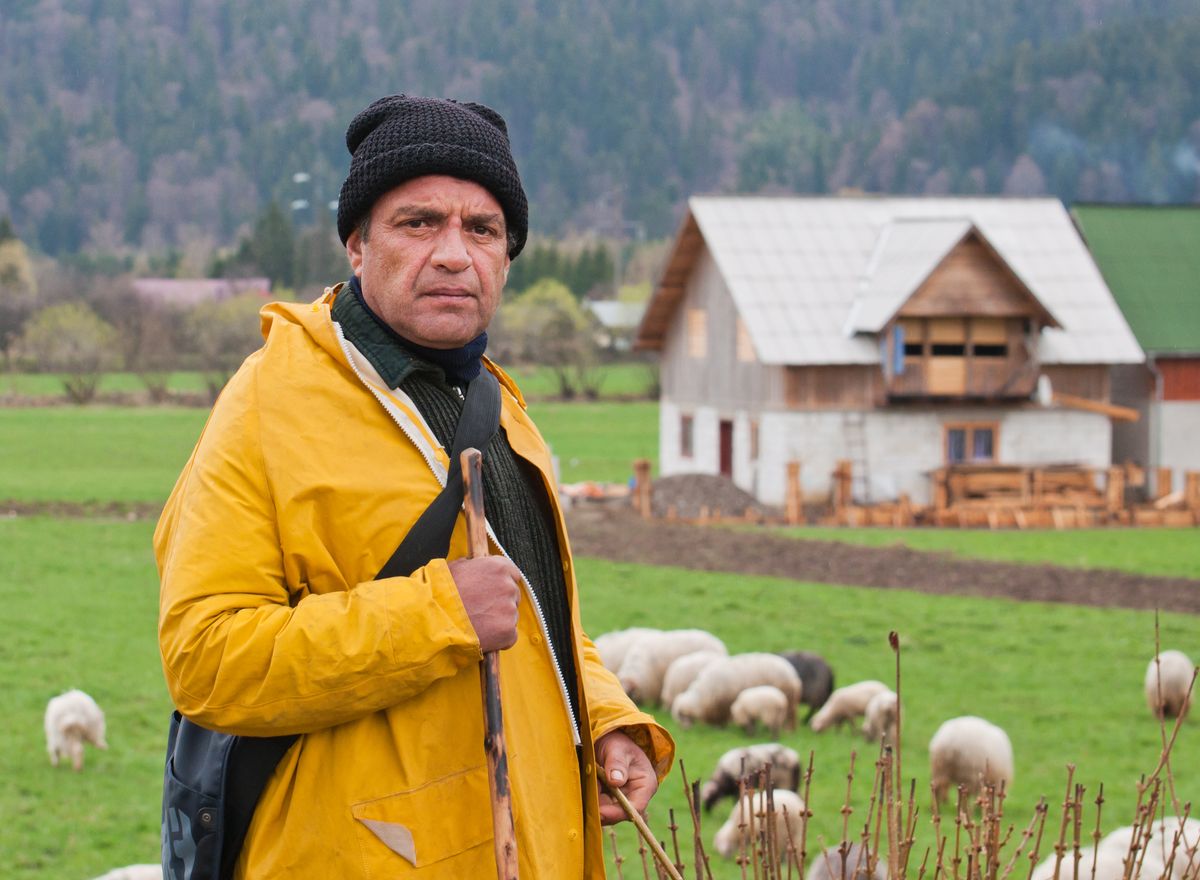 working with passion as  shepherd in Bucovina, this man has a hard life, but thrive life