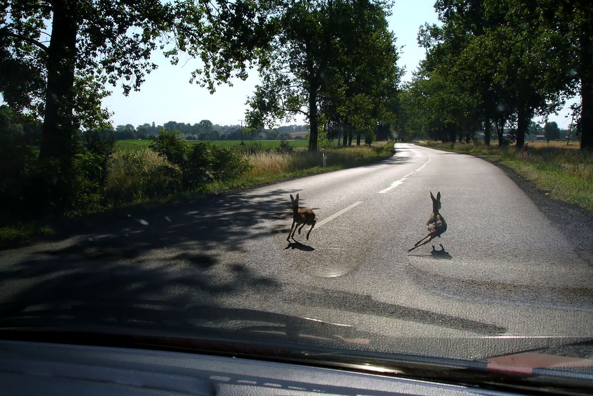 Roe deer on the road