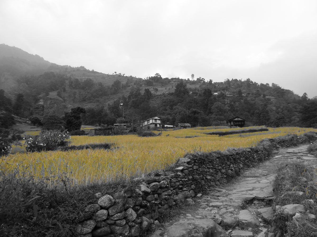 rice fields at Gandruk