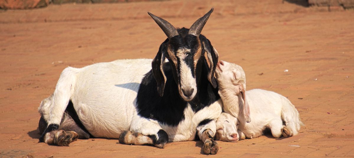 Mama Goat with 2 kids