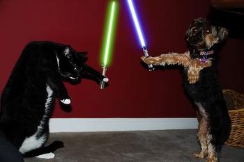 4618659175_cat_vs_dog_with_lightsabers_xlarge.jpeg