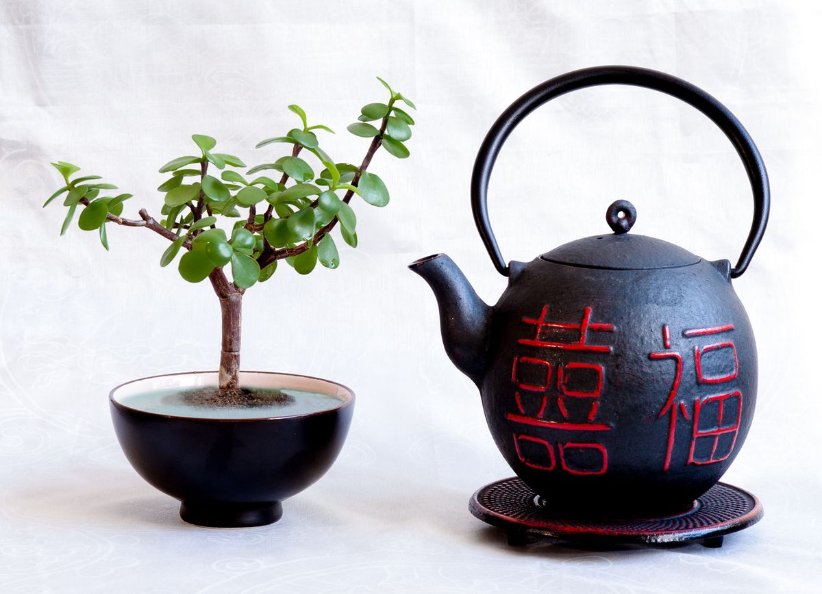 My new teapot with the little bonsai. A composite of two photos.