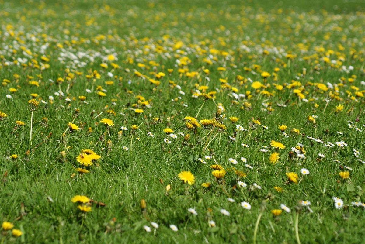 Champs de pissenlies et de paquerettes