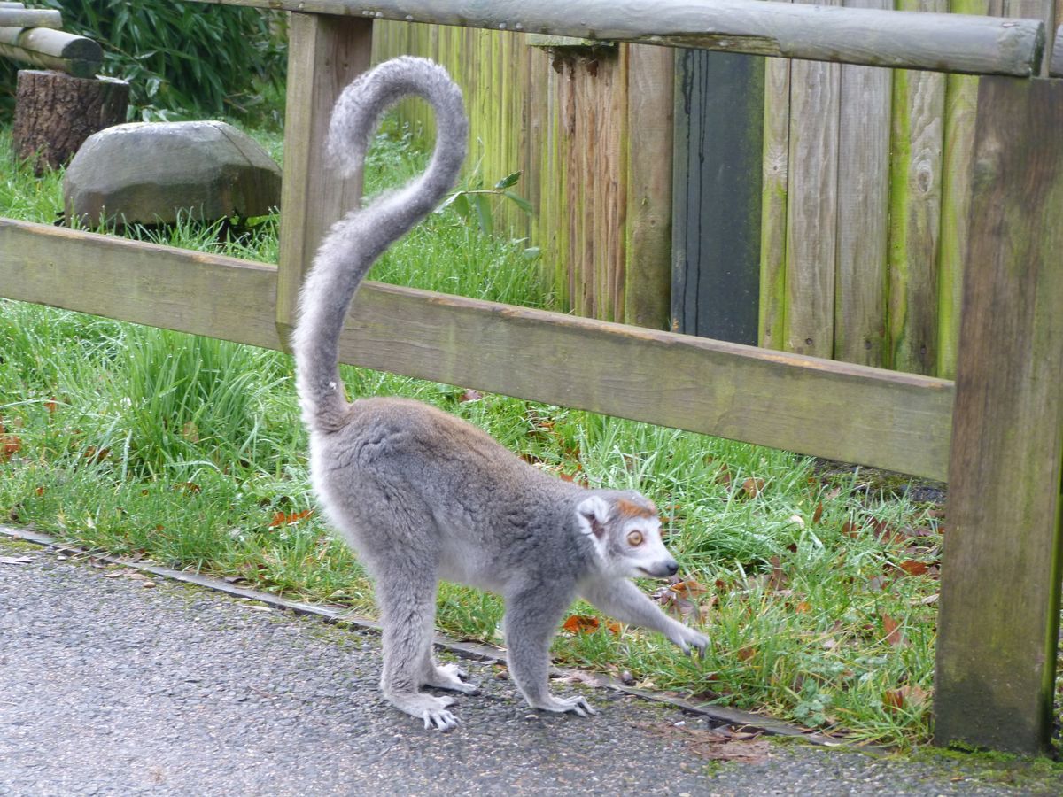 I love the way lemur tails can make a perfect question mark!