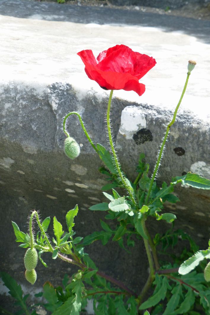 Blume zwischen antiken Ruinen (Didyma)