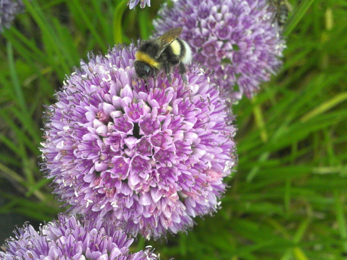 Bumble bee on a purple flower.