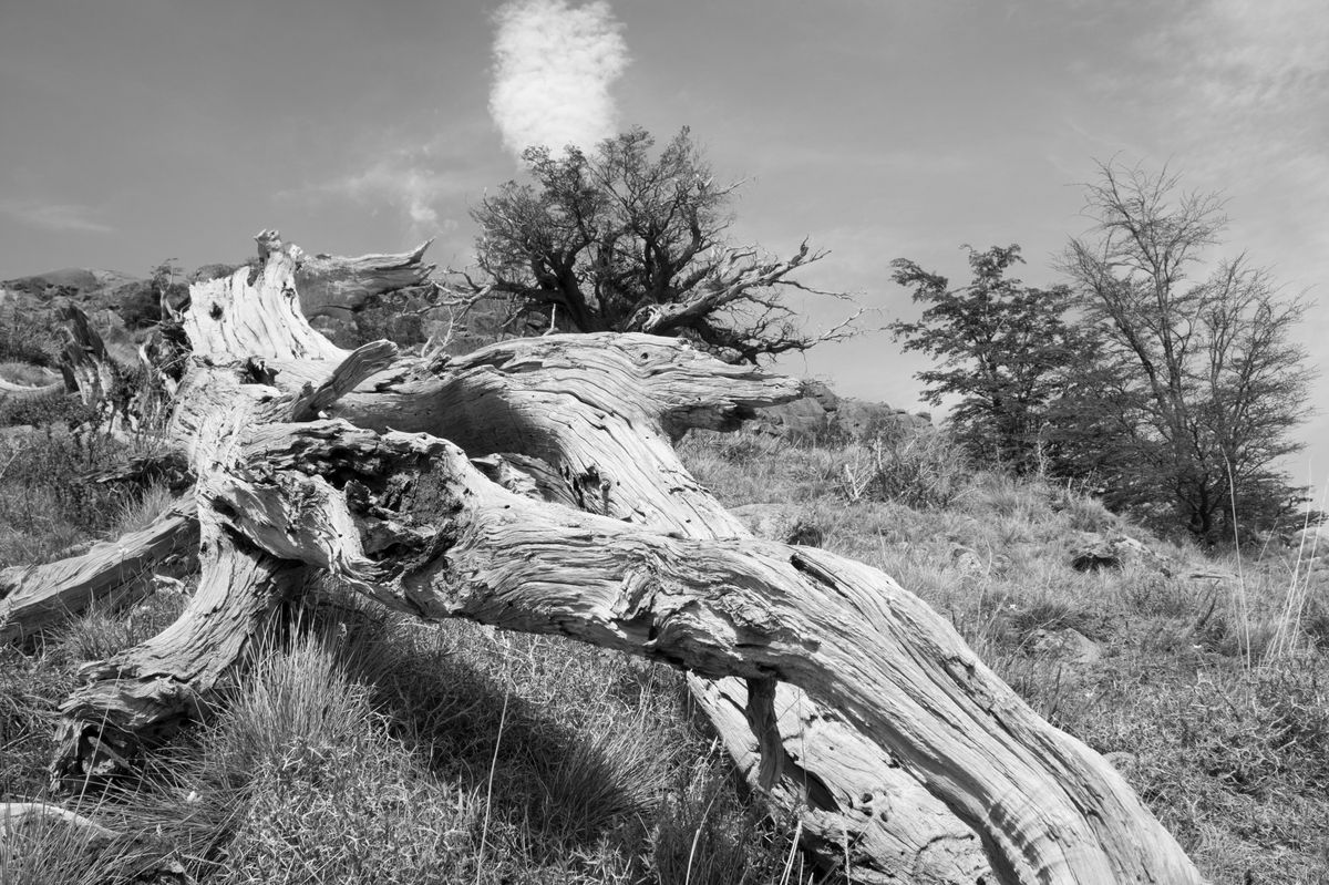 Nature morte Patagonienne