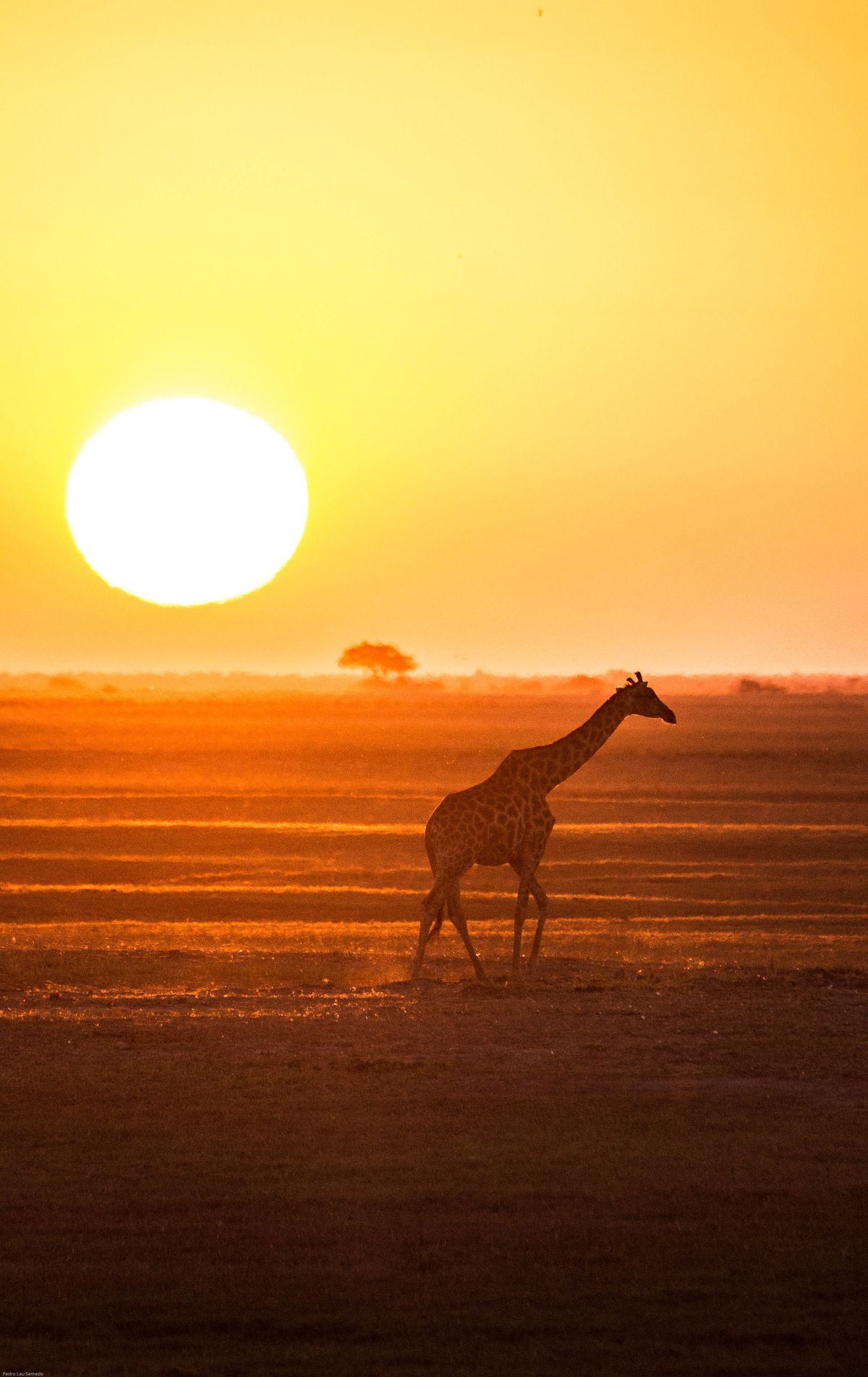 Photo of a lonely giraffe roaming down the Chobe river in Bostwana.