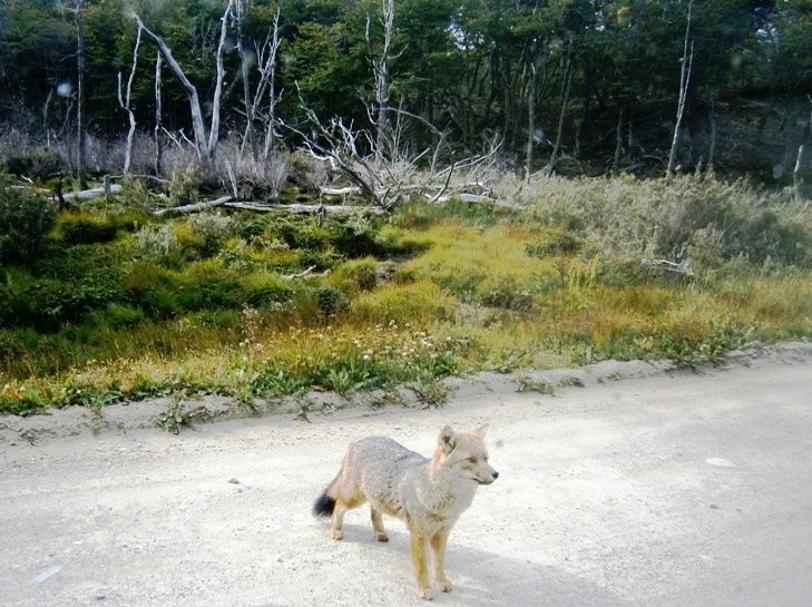 A Patagonian pink fox  - Ushuaia / Argentina