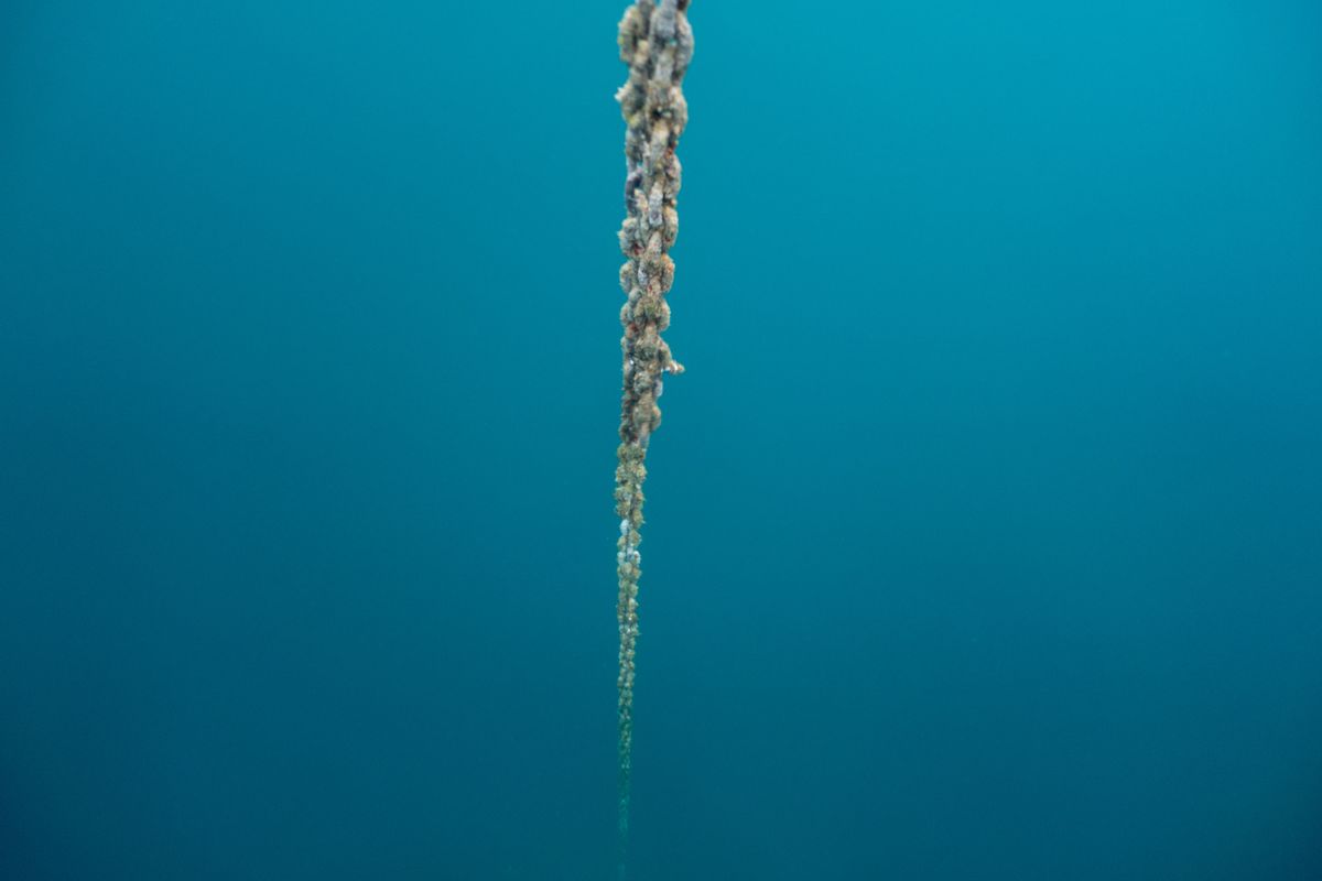 Attersee Christmasdiving