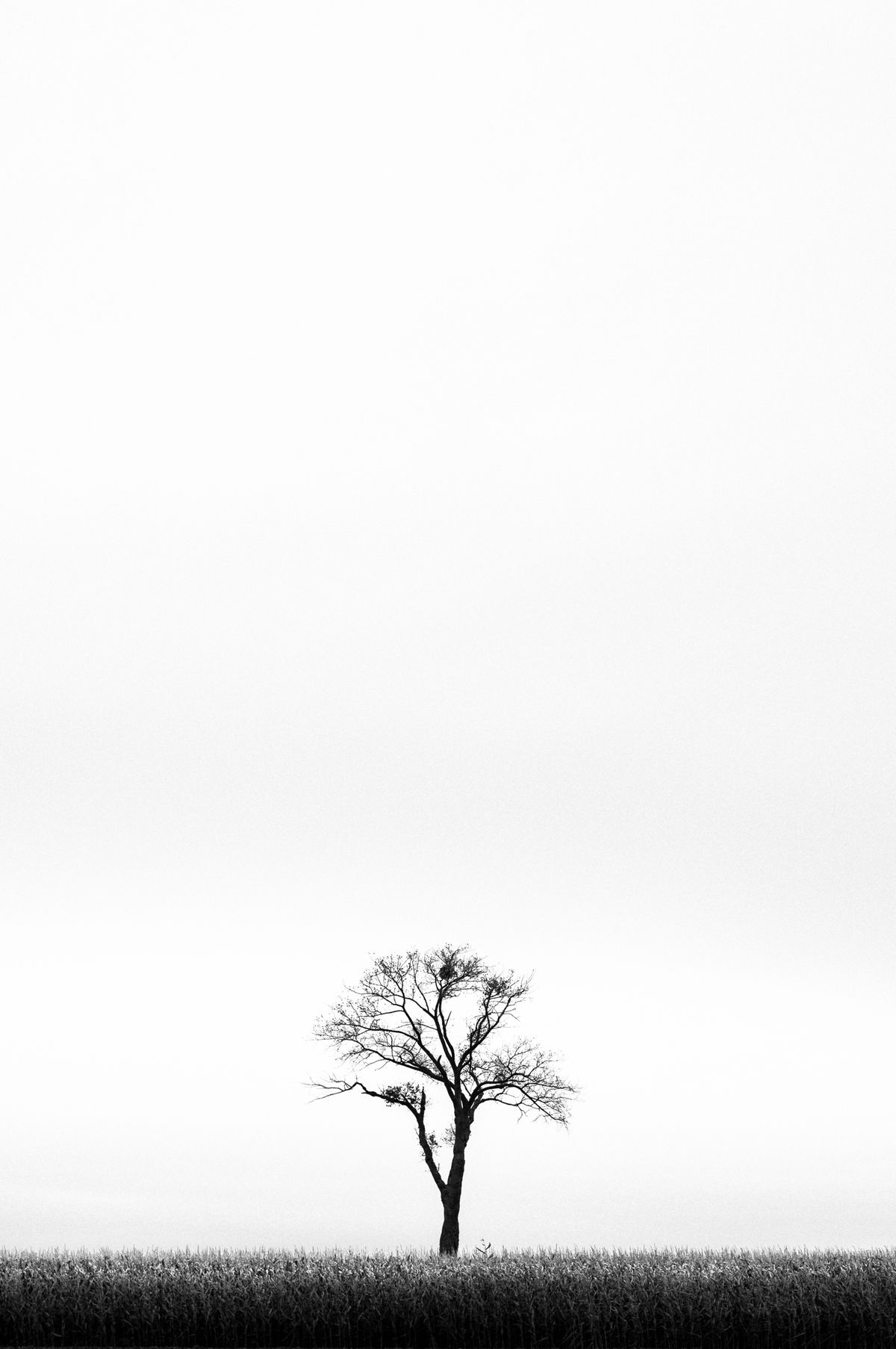 One tree