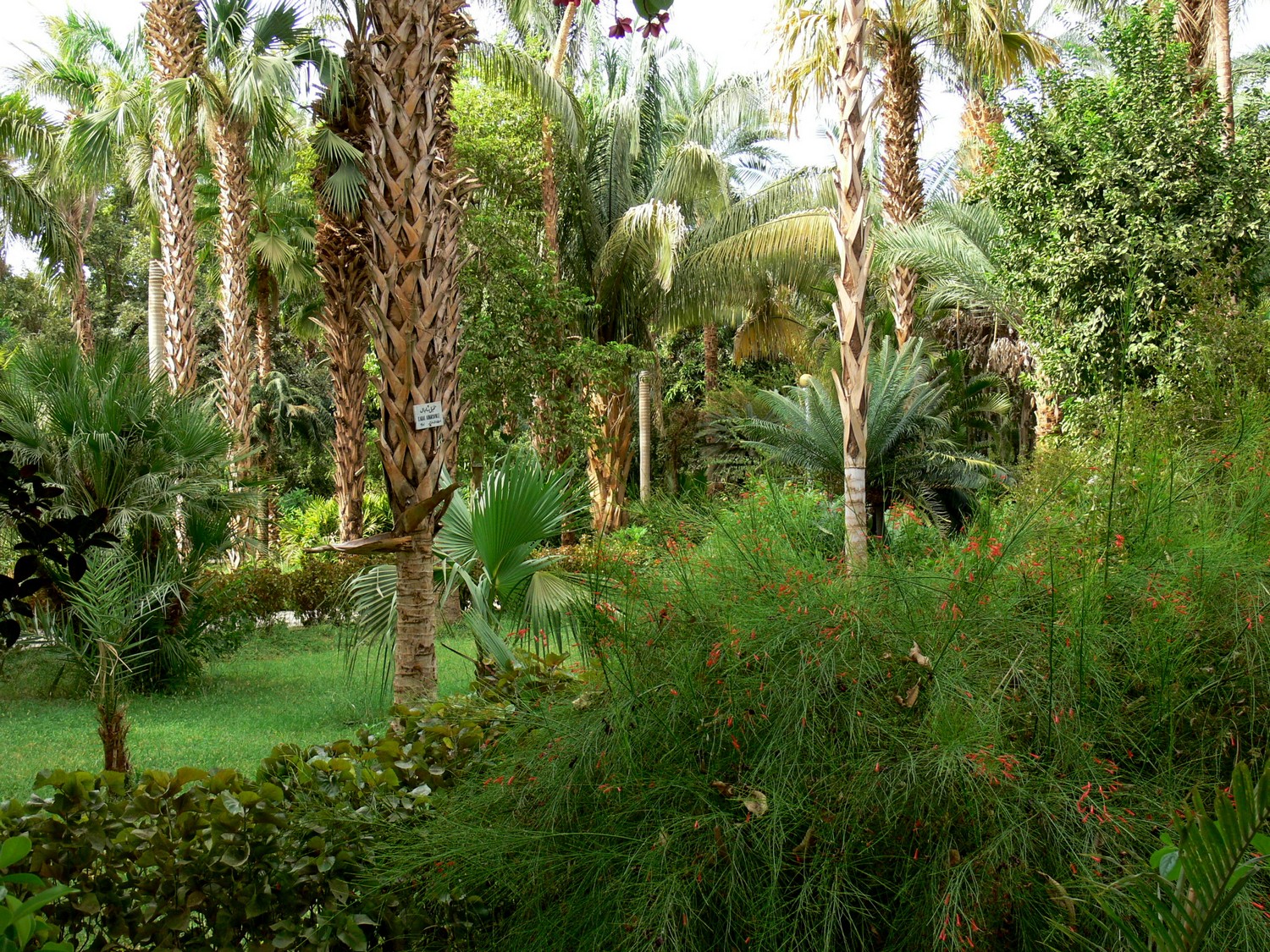 Aswan_Garden_13