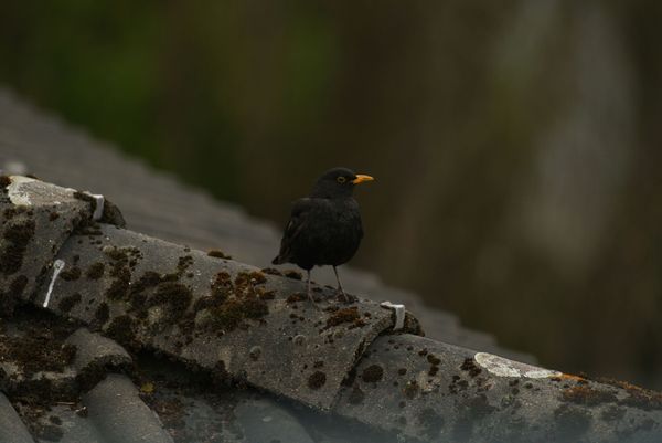 Amsel  aus RAW bearbeitet in JPG  umgewandelt. Es wurden nur Schärfe und und Rauschminderung angepasst