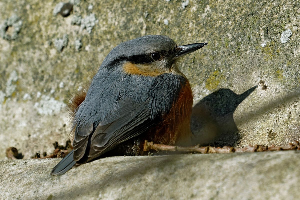 Bild für Forumsbeitrag : https://community.sony.de/t5/termine-treffen-off-topic/im-bann-der-covid-19-pandemie-wildlife-im-garten-und-vor-der/td-p/2753352 ( Diese Aufnahme entstand in APS-C / Super 35mm Modus, mit 600mm / Äquivalent zu 35 mm )