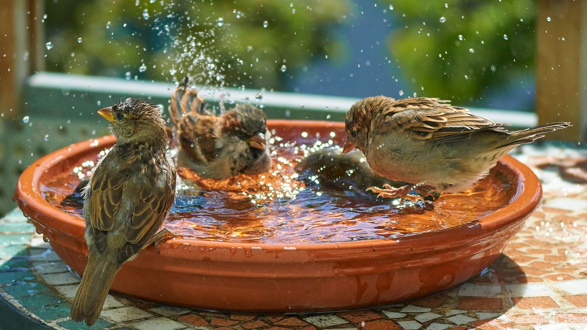 Spatzen Bade Spaß