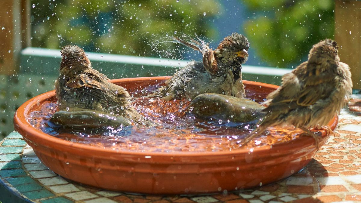 Spatzen Bade Spaß