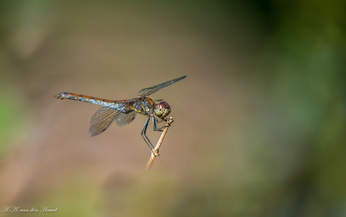 de magie van het fotograferen