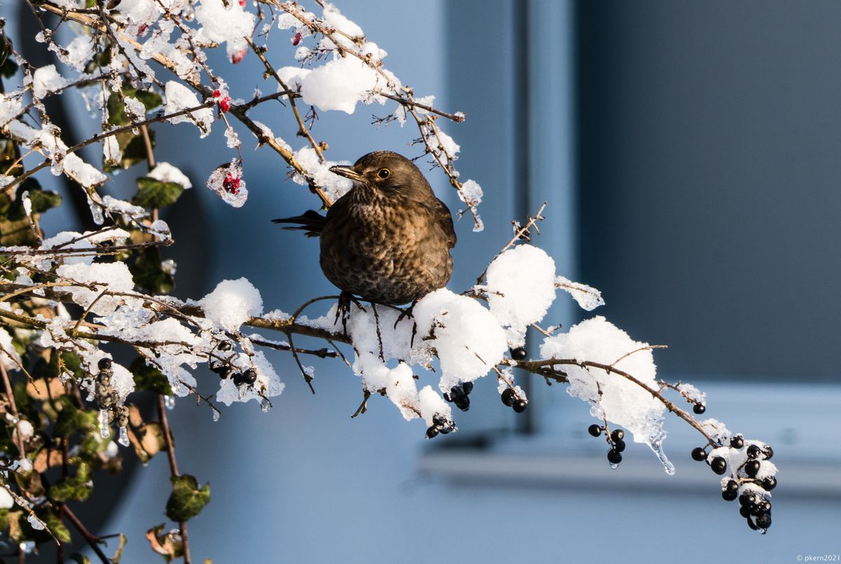 Heute Eisbeeren zum Dessert