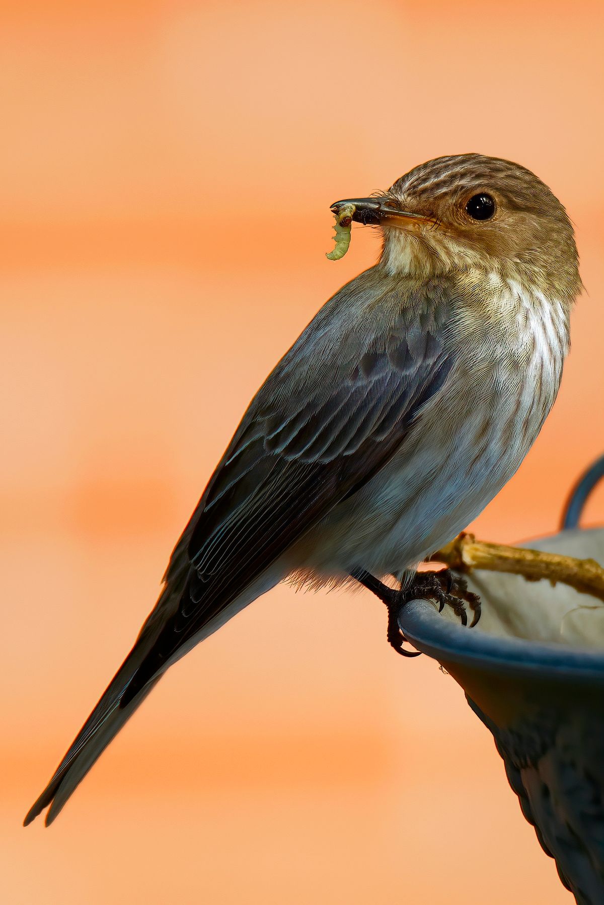 Ein Grauschnäpper, hat eine Raupe, als Nahrung für ihre Nachkommen gefangen. Das Bild wurde in APS-C Modus mit einer Alpha α99II und angesetzten Tamron SP 150-600mm bei 600mm aufgenommen. Entspricht eine Äquivalenten Brennweite von 900mm. Weitere Exif-Daten: Belichtungsprogramm: M, ISO: 320, Verschlusszeit: 1/400 Sek. und die Blende war 7.1