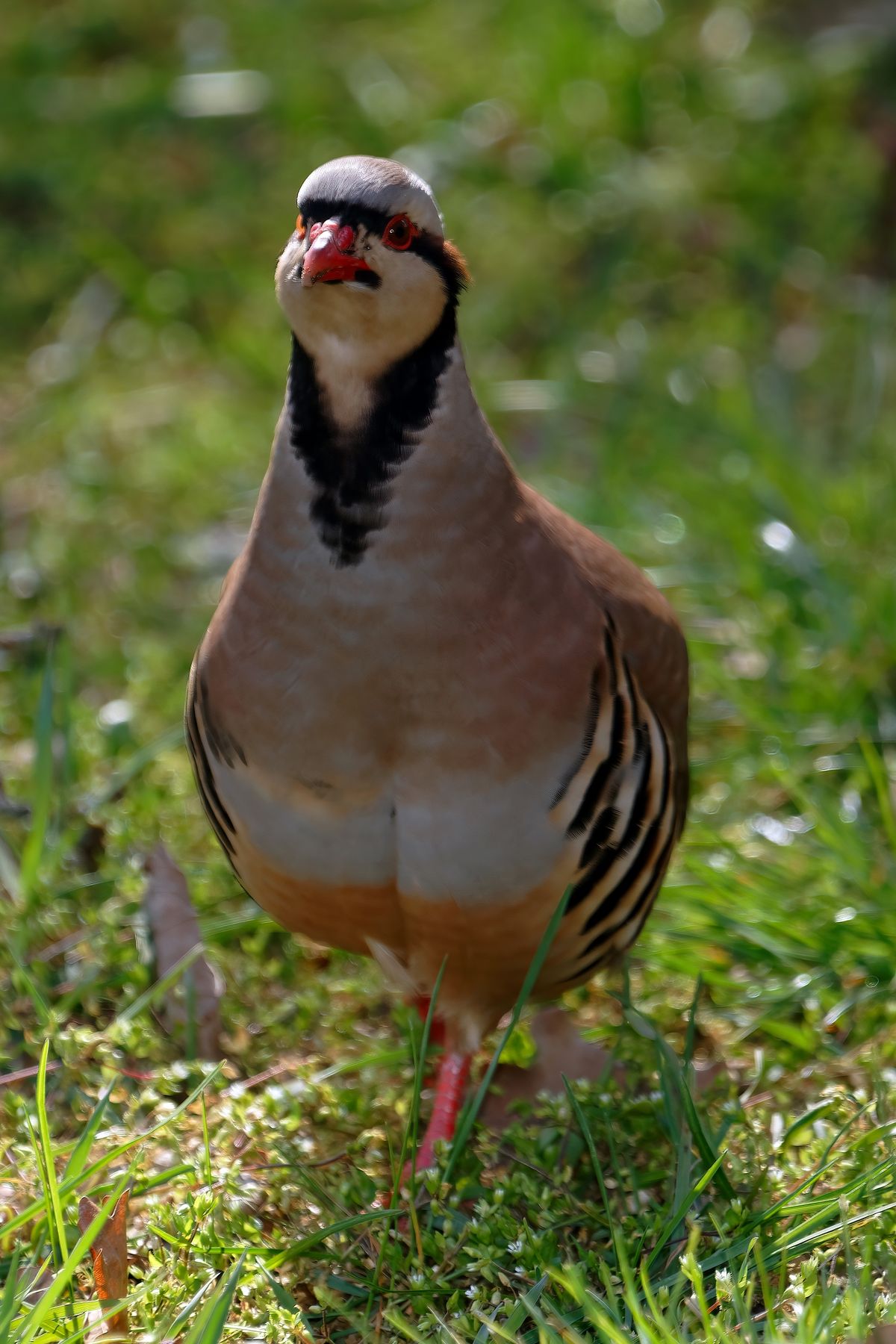 Wikipedia sagt: Das Steinhuhn lebt gegenwärtig in den Alpen, Italien, der Türkei, Griechenland und Vorderasien. Im Bereich der Alpen kommt es auch in Deutschland vor. Wie dieses Exemplar den Weg nach Schapen / Emsland gefunden hat, ist Unbekannt ?