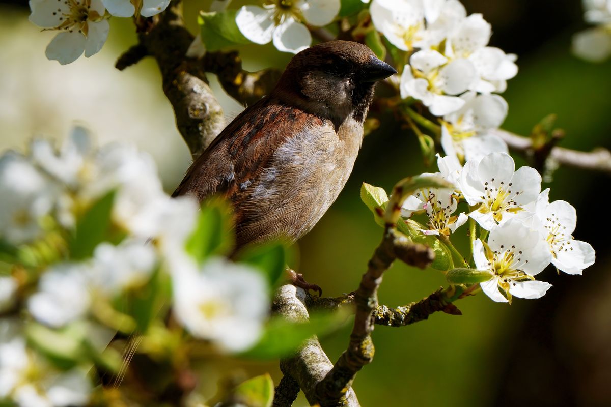 Ein Haussperling aufgenommen in einen blühenden Birnenbaum