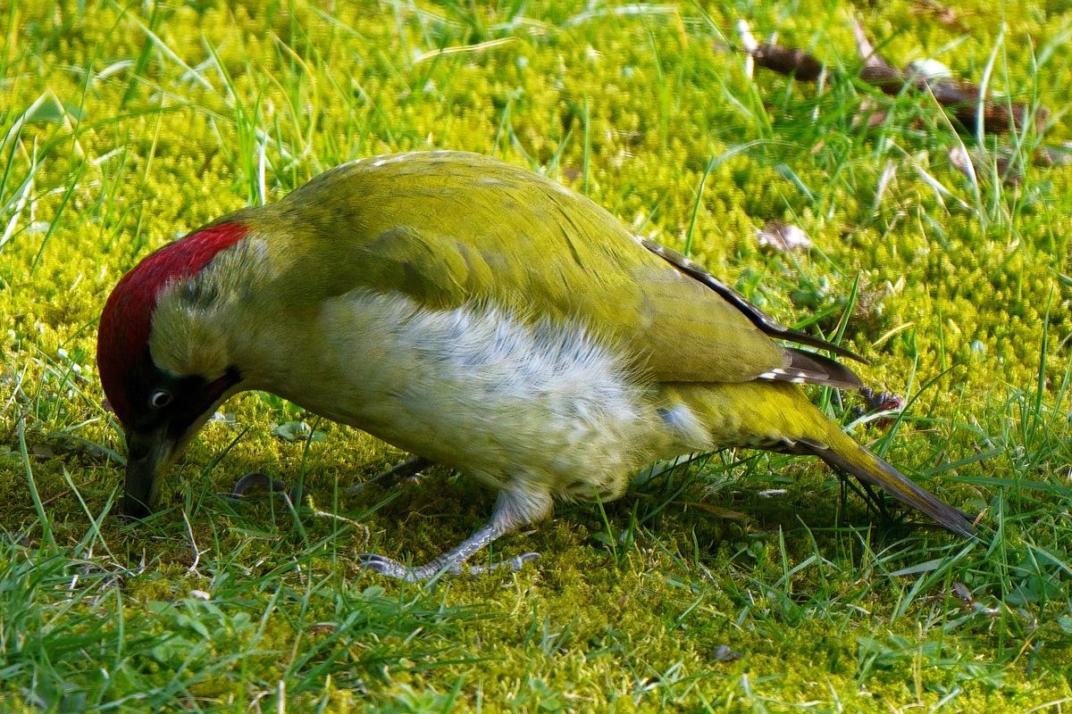 Ein Grünspecht (Picus viridis) bei der Arbeit, in heimischen Garten.