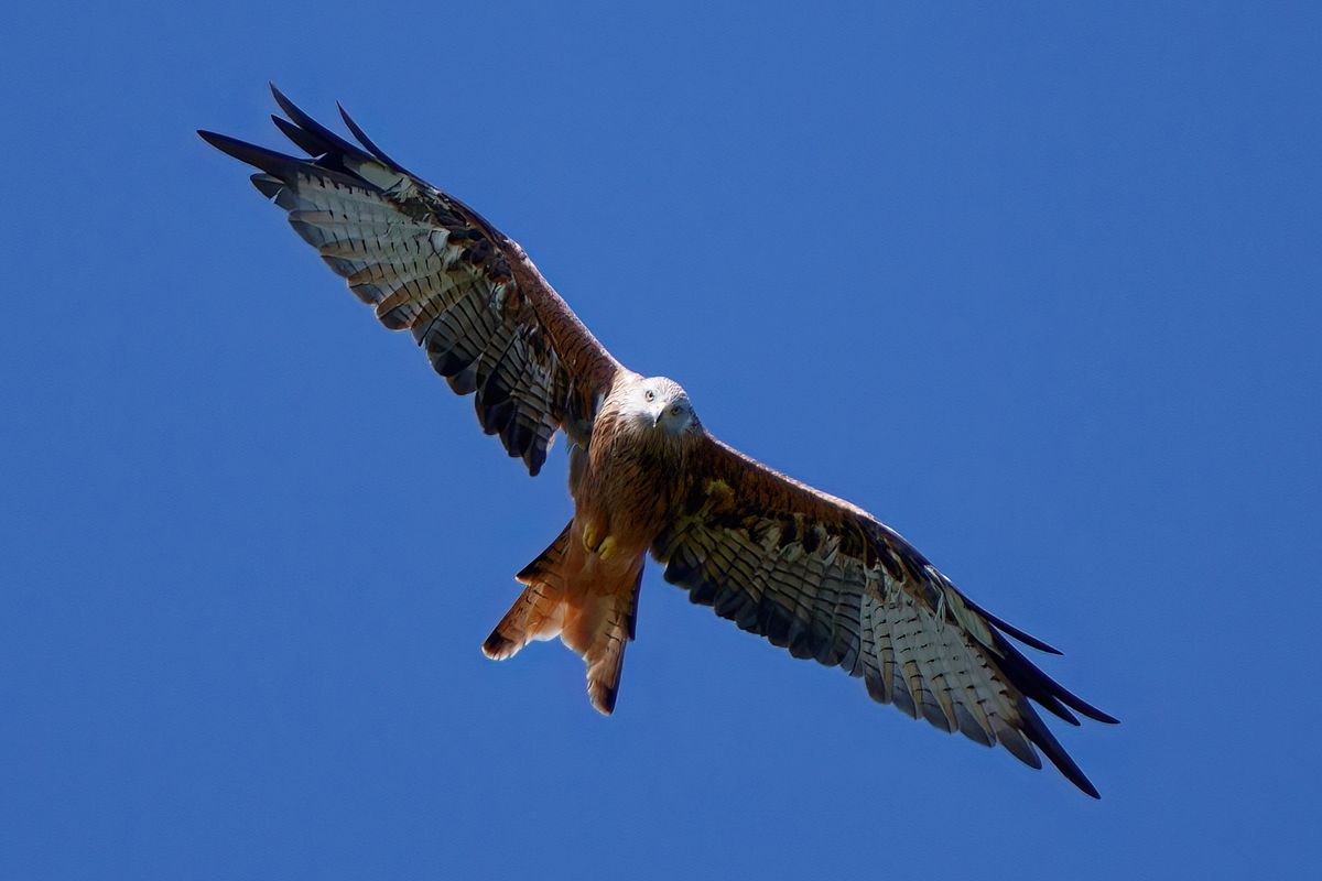 Der Rotmilan war Vogel des Jahres 2000 in Deutschland und Österreich. Der Wissenschaftlicher Name des Rotmilan lautet: (Milvus milvus)