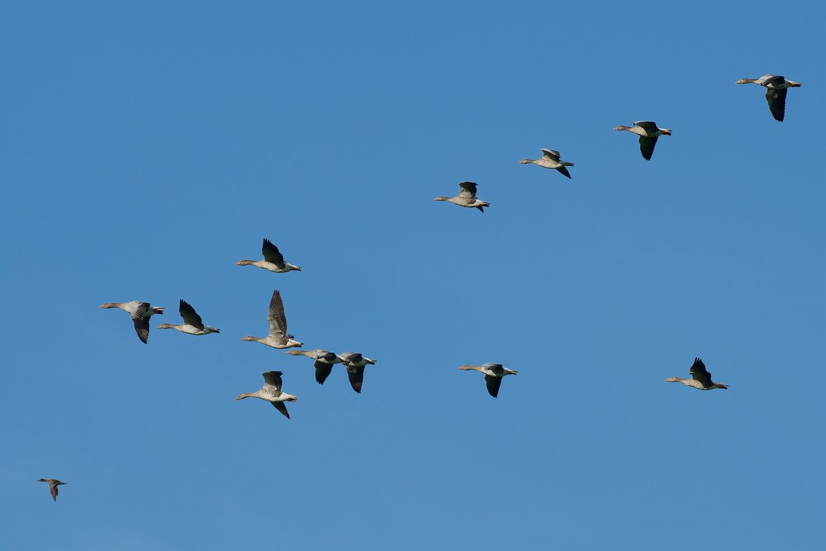 Eine Ente führt einen Schwarm Graugänse an !