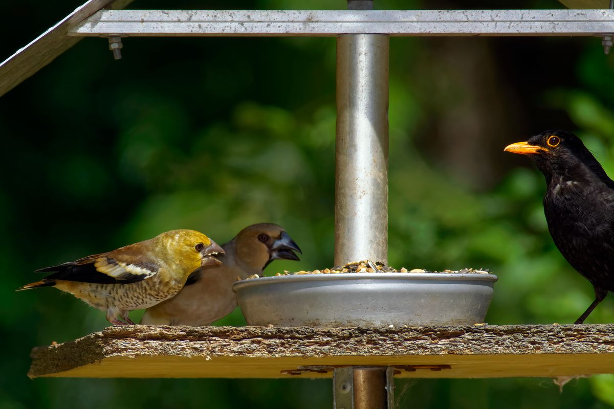 Ein Kernbeißer (Coccothraustes coccothraustes) mit Jungvogel und eine Amsel oder Schwarzdrossel im Futterhaus