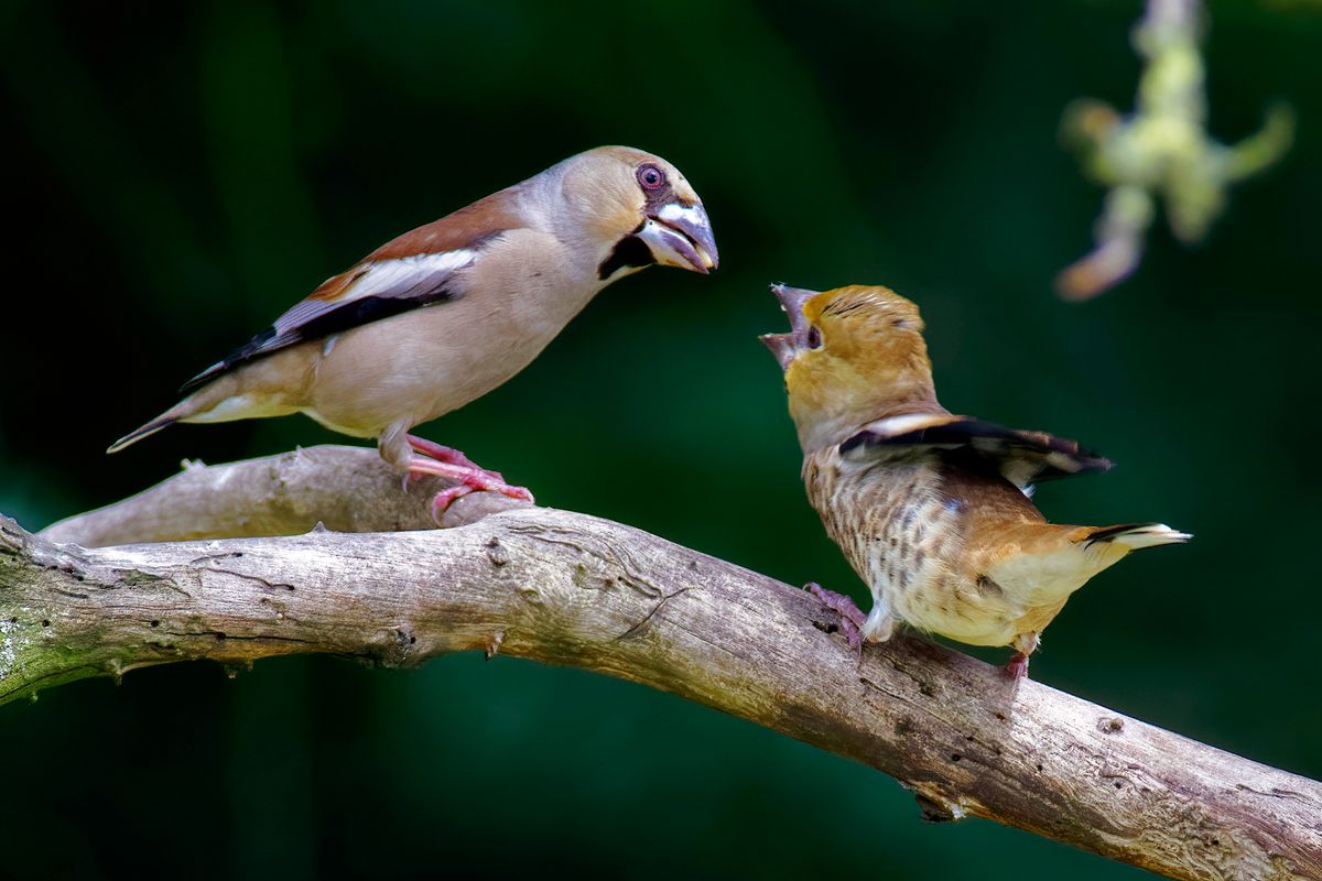 Ein Kernbeißer Jungvogel wird gefüttert / Part 2