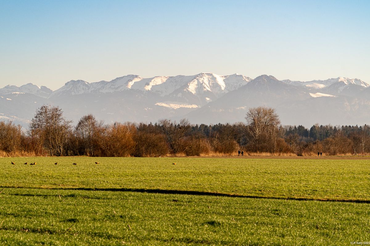 Gaissauer Riet, Vorarlberg,im Vordergrund Rostgänse auf der Wiese