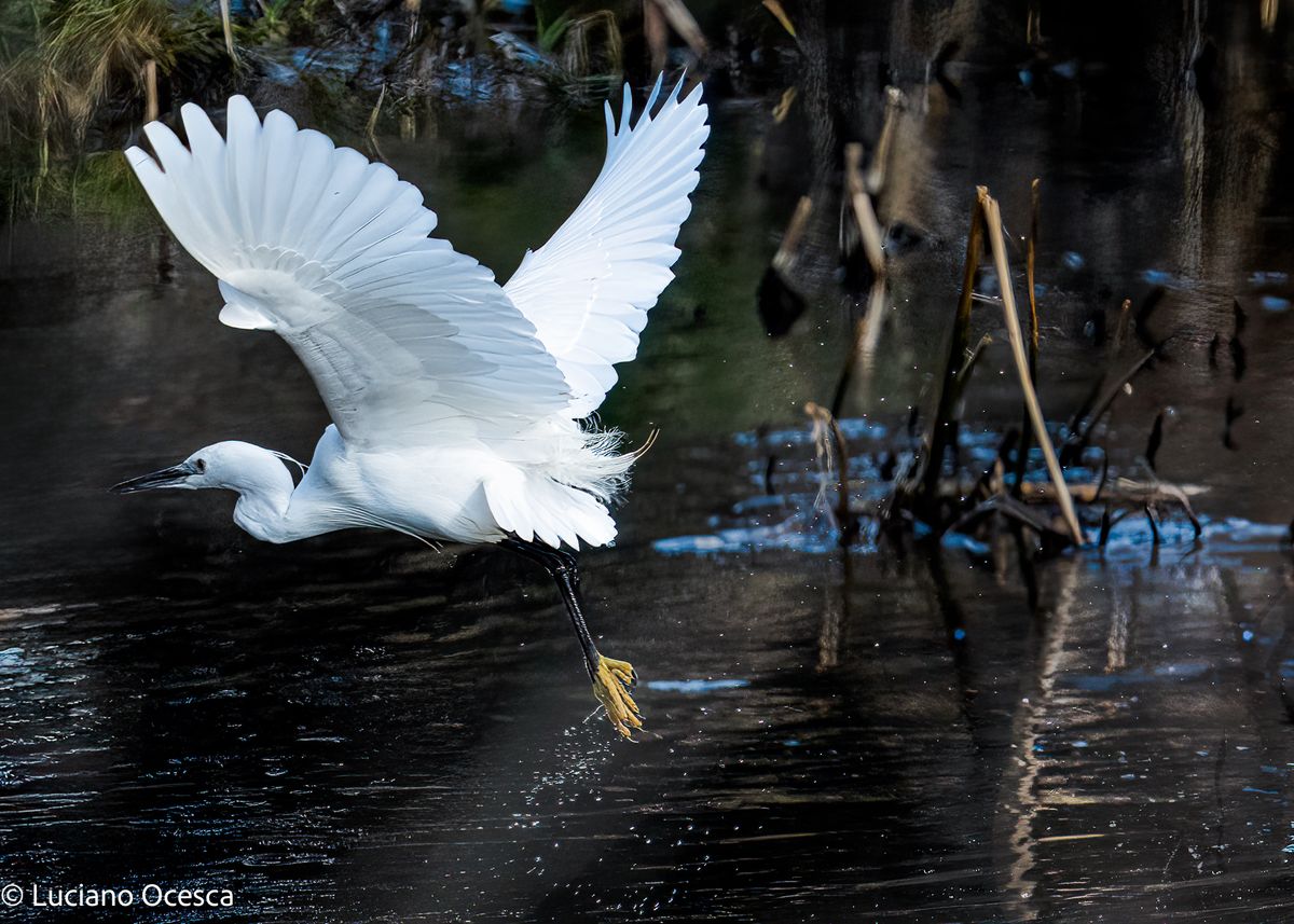 Egret in flight 1.jpg
