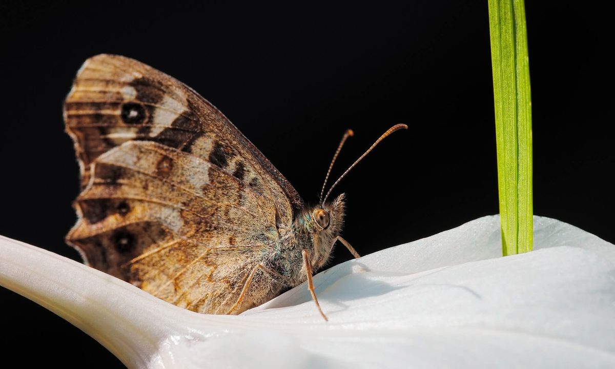 A Speckled Brown on a Gladiolus in my back garden.