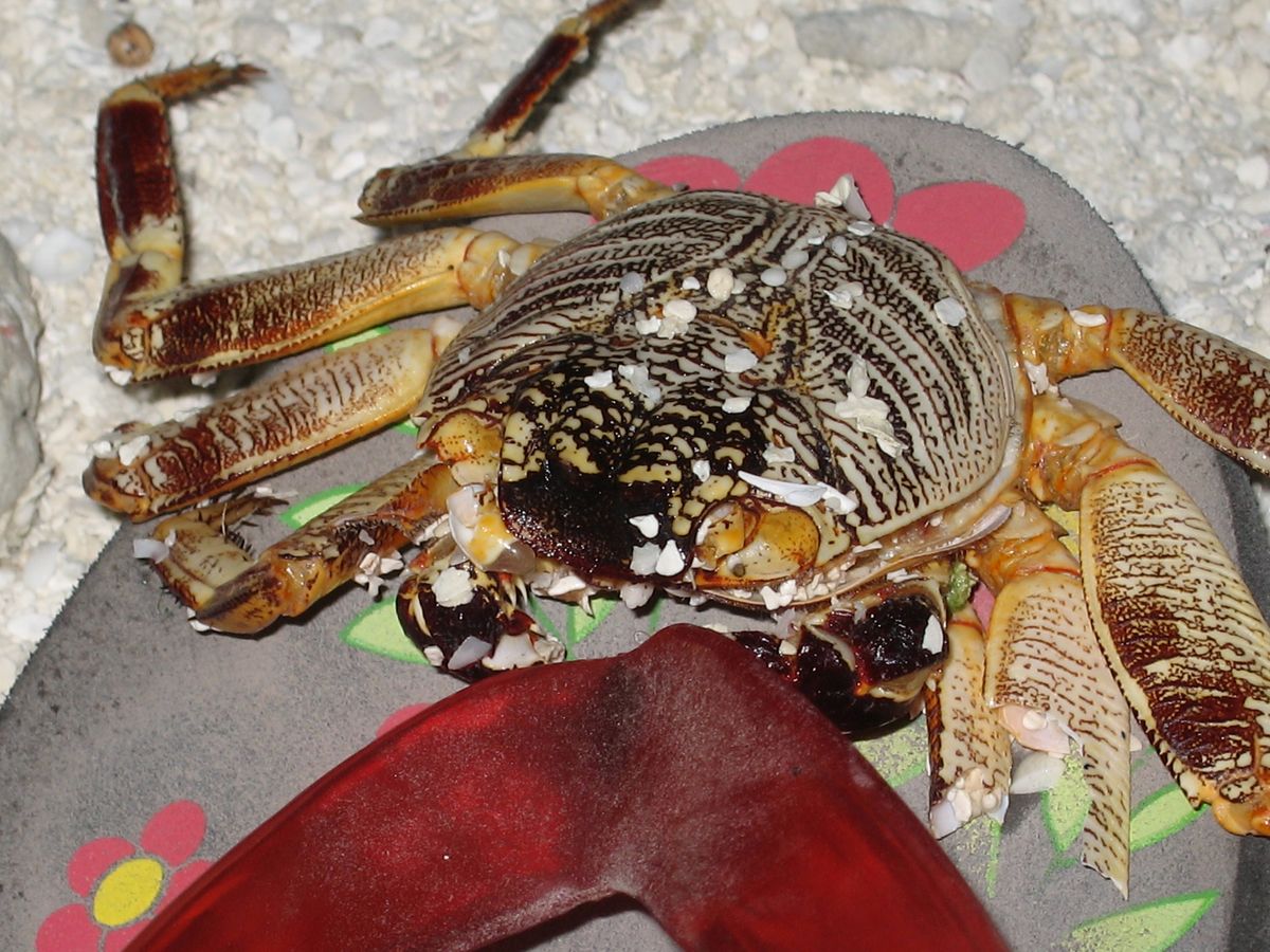 Crab taking to one of my flip-flops, Kurumathi, Maldives