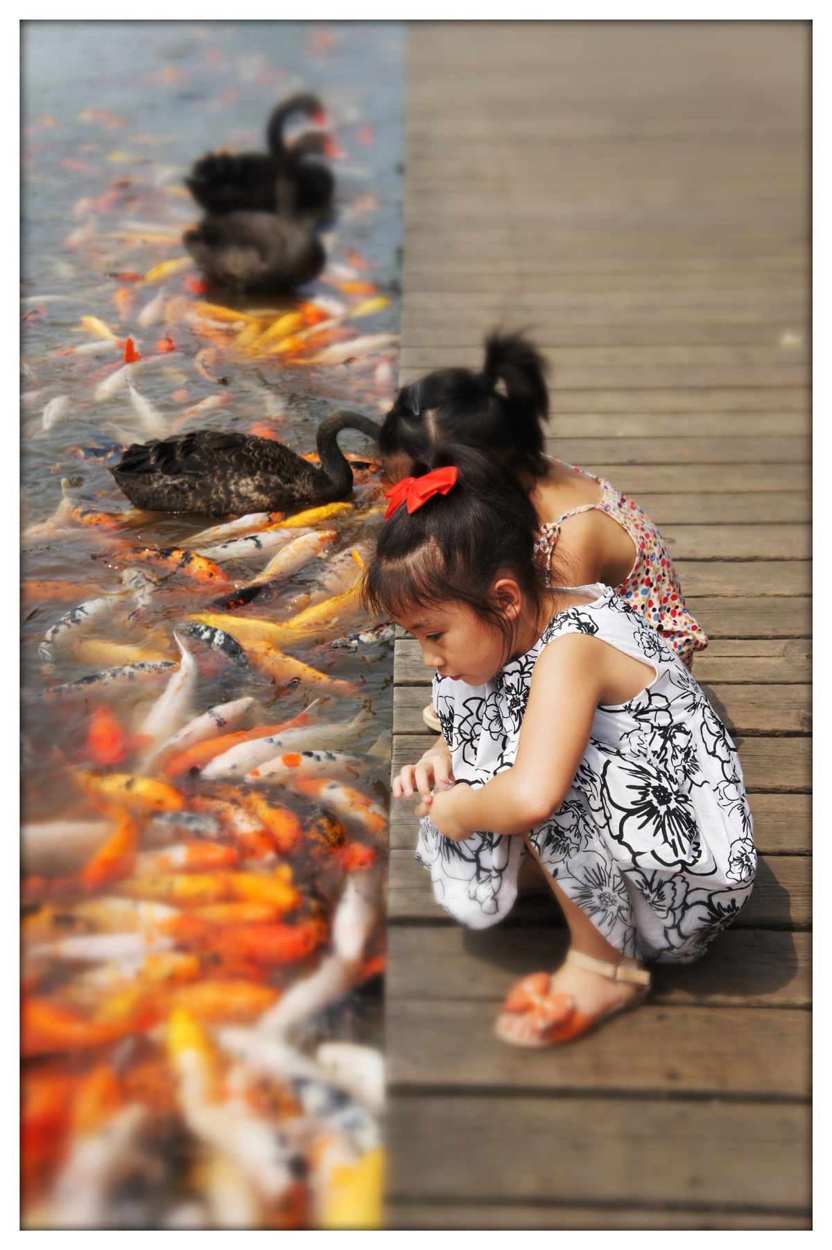 meisjes voeren de goudvissen in chengdu, china