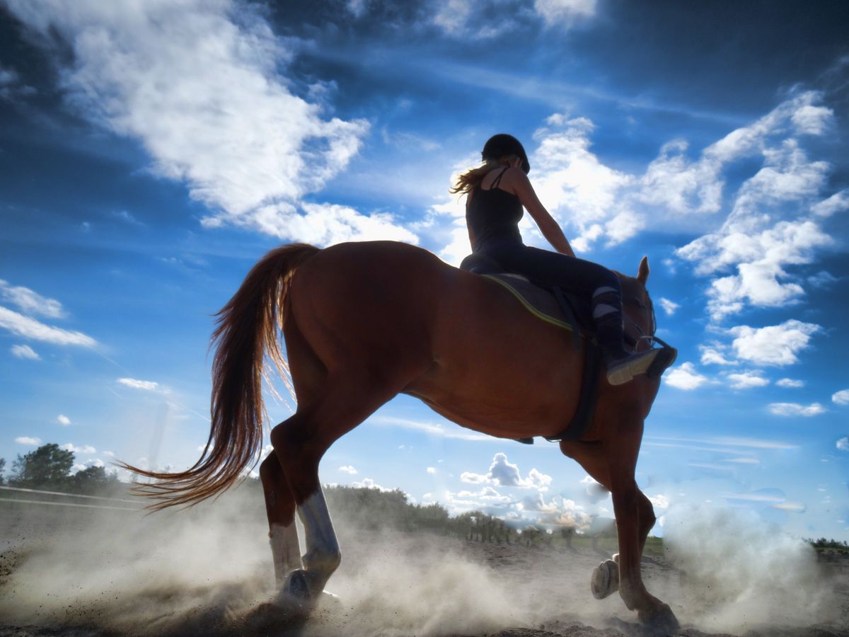 Horse in dust. Bogø - Denmark